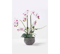 Homescapes Luxury Artificial Orchid In Pot, 5 Stems, 52 Cm, White White One Size