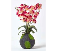Homescapes Cream and Pink Phalaenopsis Artificial Orchid with Natural Base, 60 cm Tall