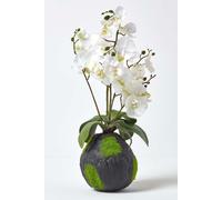 Homescapes Phalaenopsis Artificial Orchid with Natural Base, 60 cm Tall in White Homescapes White