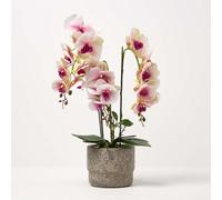 Homescapes Pink Orchid 64 cm Phalaenopsis in Cement Pot Extra Large, 3 Stems