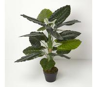Taro Plant in Pot, 90 cm Tall Homescapes Green One Size