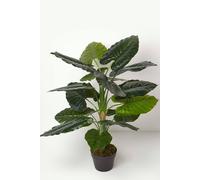 Taro Plant in Pot, 90 cm Tall Homescapes Green One Size