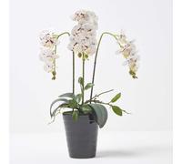 Homescapes White Orchid 56 cm Phalaenopsis in Ceramic Pot