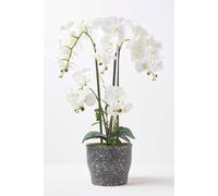 Homescapes Large Artificial Green & White Orchid in Pot - 82 cm Tall Lifelike Faux Orchid Plant - Grey Cement Pot - Real Touch Silk Flowers & Leaves - Indoor Decoration