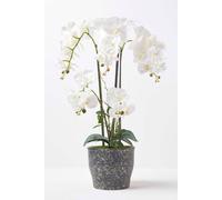 Homescapes White Orchid 82 Cm Phalaenopsis In Ceramic Pot Extra Large, 4 Stems White