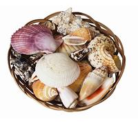 homeshop3000 Assorted Tropical Shells in a Decorative Wicker Basket 6” (15cm)