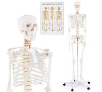 HOMFME Life-Size Anatomical Skeleton, Detailed Human Skeleton Model with Rolling Stand, Dust Cover& Anatomy Poster, 180cm Experiment Human Body Model Tool for Anatomical Teaching Studying Learning