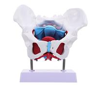 HOMOBABE 1pc Female Pelvis Model Anatomical Skeleton for Teaching Separable Design for Enhanced Learning and Washable Medical Aid for Education and Displays