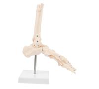 HOMOBABE 1Pc Foot Bone Model Anatomical Skeleton for Teaching Study for Schools and Hospitals Human Skeleton Foot Joint Model for Education and Patient Understanding