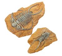 HOMOBABE 2Pcs Fossil Decor for Reptile Box Realistic Trilobite Ornaments for Lizard Terrarium Crawling Landscape Home Decor Durable and Stable Design