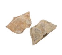 HOMOBABE 2pcs Natural Sea Shell Specimen Adornment Educational Geology Toy for Boys and Girls Beach Themed Decorative Ornaments
