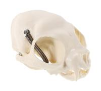 HOMOBABE Authentic Cat Skull Anatomy Model Realistic Feline Head Skeleton for Teaching Training and Classroom Display Detailed Craftsmanship and Anatomical Guide for Educational Use