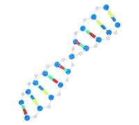 HOMOBABE Double Helix Dna Model Kit for Molecular Genetics Education Interactive Science Learning Tool for Biology Experiments and Structure Visualization
