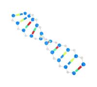 HOMOCONO Educational Dna Model Kit Accurate Double Helix Structure for Molecular Genetics Teaching Interactive Classroom Demonstrations and Laboratory Use