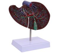HOMOCONO Human Liver Anatomical Model with Base Plastic Liver Teaching Model for Medical Education Vivid Morphology Display for Student Learning and Organ Anatomy Study
