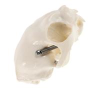 HOMOCONO Realistic Cat Skull Skeleton Anatomical Model for Teaching and Home Decor Sturdy Build Detailed Craftsmanship for Classroom Presentations and Collectors