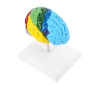 HOMOCONO Scale Right Hemisphere Anatomical Display for Science Education Accurate Representation for Learning with Labels for Classroom Use