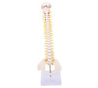 HOMOCONO Spine Model Medical Anatomy Pvc Tailbone Model for Education Spinal Cord and Vertebrae Study Classroom Lab Use