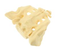 Homoyoyo 1Pc Sacrum Model Anatomical Sacrum Bone Model for and Hospital Display for Study Aid Strong Construction for Anatomy Classroom
