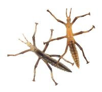 Homoyoyo 2Pcs Stick Insects Simulation Models Educational Insect Recognition for Early Learning and Indoor Outdoor Display