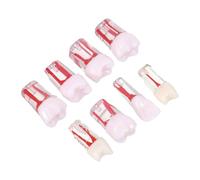 Homoyoyo 8pcs Root Canal Model Resin Sectional Tooth Model with Precision Pulp Chamber for Teaching Endodontic Procedures in Schools, Educational Prop for Professionals and Assistants