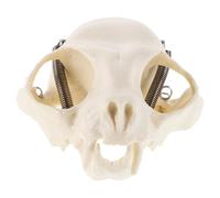 Homoyoyo Cat Skull Anatomical Model 1pcs Skeleton Teaching Prop for Science Education and Halloween Decoration Animal Skull Collectible for Home Display