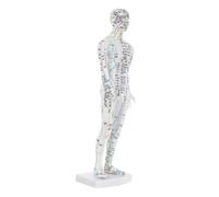 Homoyoyo Human Acupoint Mannequin Model White Simulation Body Model for Acupuncture Teaching and Massage Training with Complete Chinese Meridian Pressure Points for Students and
