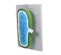 Homoyoyo Human Cell Nucleus Model 3D Anatomy Educational Teaching Tool for Biology Lessons with Organelles Student Classroom Demonstration Cell Structure Simulation