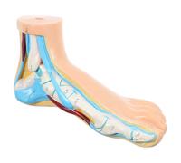 Homoyoyo Medical Normal Foot Anatomical Model with Joint and Muscle Structure, Human Foot Anatomy Teaching Display for Medical Training and Education in Clinic and School