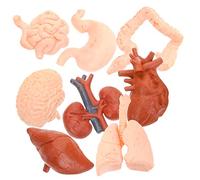 Homoyoyo Montessori Educational Tools 8pcs Realistic Human Organ Models Set Anatomical Simulation Brain Heart Lungs Liver Stomach Kidney for Boys and Girls Learning