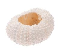 Homoyoyo Natural Coral Photo Props for Photography Elegant Shell Conch Nail Decoration Coral Ornament for Jewelry Display for Crafting and Beach-themed Events