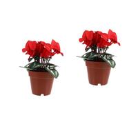 HOMSFOU 2pcs Potted Plant Plastic Plant Pot Fake Poinsettia Plant Wedding Decor Artificial Plants & Flowers Faux Plant Greenery Kitchen Decor Silk Cloth Christmas Pots Are Plastic