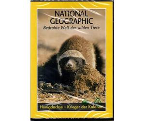 Honey Badger - Warrior of the Kalahari
