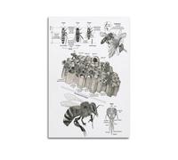 Honey Bee Anatomy Poster, Queen Drone Worker Bee, Life Cycle, Pollination & Hive Cells Educational Wall Art, Hand-Drawn Science Print for Classroom, Homeschool, Study Room, Nursery & Nature Learning D