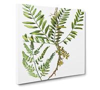 Honey Locust Branch by Pierre Joseph Redoute Canvas Print | Gallery Wrapped 30mm Frame Wall Art | 20x20 inches | Ready to Hang | Retro Picture | Living Room Bedroom Lounge Office