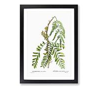 Honey Locust Branch by Pierre-Joseph Redoute Framed Print | A2 Black Framed Wall Art | Ready to Hang | Modern Nature Picture | Living Room Bedroom Lounge Office