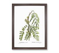 Honey Locust Branch By Pierre Joseph Redoute Vintage Framed Print | A2 Walnut Framed Wall Art | Ready to Hang | Classic Nature Picture | Living Room Bedroom Lounge Office