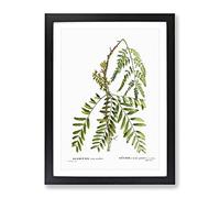 Honey Locust Branch By Pierre Joseph Redoute Vintage Framed Print | A4 Black Framed Wall Art | Ready to Hang | Classic Nature Picture | Living Room Bedroom Lounge Office