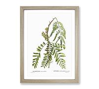 Honey Locust Branch By Pierre Joseph Redoute Vintage Framed Print | A4 Oak Framed Wall Art | Ready to Hang | Classic Nature Picture | Living Room Bedroom Lounge Office