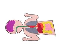 HONITANO 3 Sets DIY Human Organs Model Educational Cognitive Creative Interactive Body Puzzle Teaching Aids for Imagination and Motor Skills Development