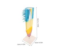 HONITANO Corn Root Profile Model Educational Botany Resource Longitudinal Section Teaching Tool for Biology Lab and Science Experiments in Classroom and Fieldwork