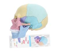 HONITANO Detachable Colored Human Skull Model Detailed Anatomy Teaching Tool for Stem Education and Art Students Realistic Reusable Skull Assembly for Classroom and Artistic Study