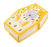 HONITANO Plant Cell Model for Classroom Teaching, Biology Supply Display, Enlarged Anatomy Science Kit for School Education