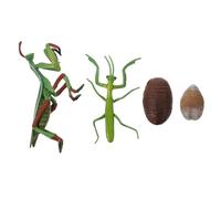 HONITANO Realistic Mantis Life Cycle for Preschoolers Educational Growth Cycle Figurines for Early Learning Insect Model Teaching Nature Cognition