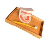HONITANO Standard Teeth Model with Bamboo Tray for Early Learning Cognitive Montessori Brushing Teaching to Develop Hand Eye Coordination and Daily Oral Hygiene Skills