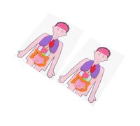 HONMEET 2 Sets DIY Human Organs Models Teaching Aid Lightweight Educational for Learn Anatomy and Develop Observation Analytical Skills