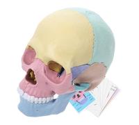 HONMEET Detachable Stem Human Skull Model Realistic Colored Skeleton Skull for Anatomy Education Detailed Palm-sized Medical Teaching Tool for Biology and Art Students