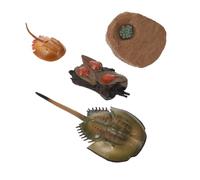 HONMEET Simulated Horseshoe Crab Toy and Life Cycle Model for Early Learning, Vivid Plastic Horseshoe Crab Figure Educational Insect Cognition for Children and Classroom Display
