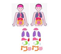 HOODANCOS 2 Sets Educational DIY Human Organs Models Creative Teaching Props for Cognitive Playthings for Anatomy Learning and Hands Experience