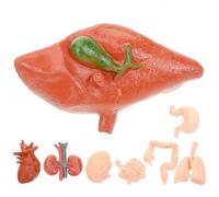 HOODANCOS 8pcs Montessori Anatomical Organ Models for Education Medical Students Teaching Tools Realistic Brain Heart Lung Liver Stomach Kidney for Human Body Study